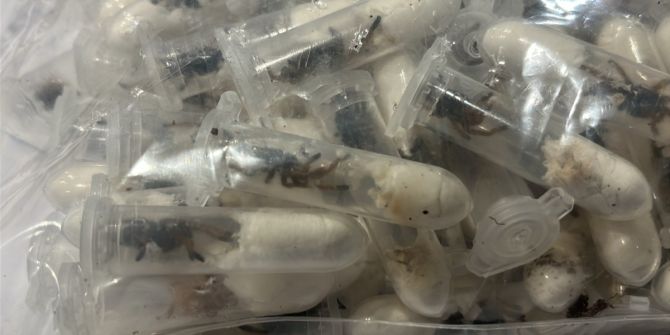 Vogelspinnen