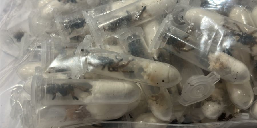 Vogelspinnen
