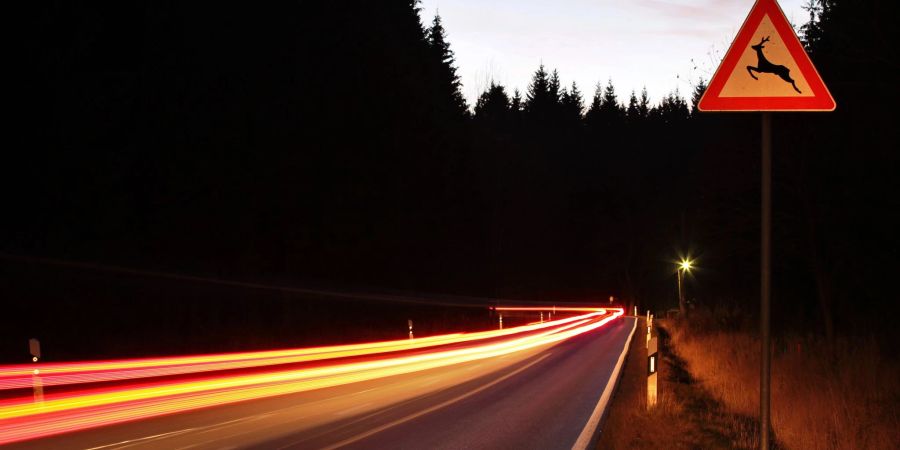 Im Herbst häufen sich Wildunfälle – besonders in der Abenddämmerung.