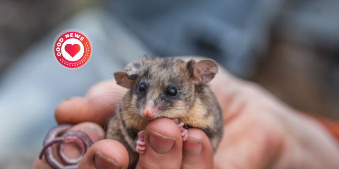 Die Population der Bergbilchbeutler, eine bedrohte Tierart aus Australien, erholt sich auch dank australischen Schülern langsam wieder. Bergbilchbeutler