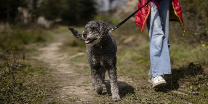 Hunde