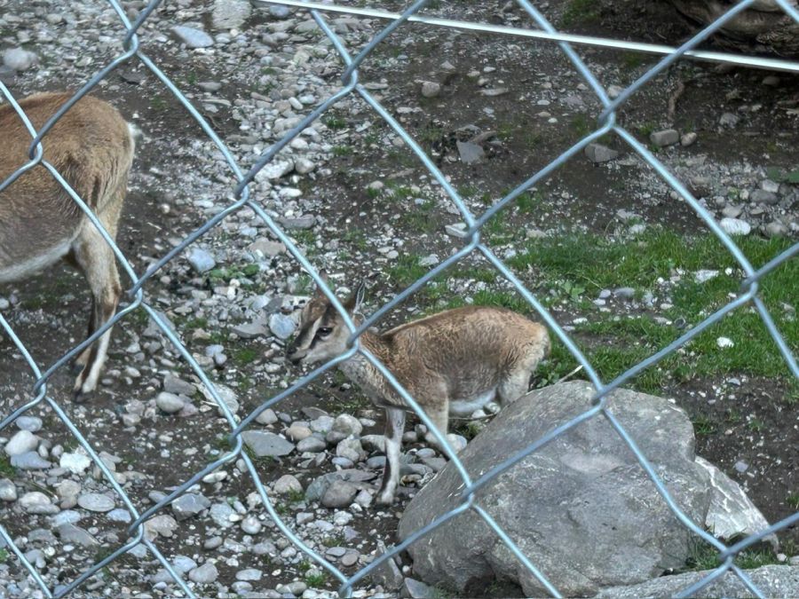 Tierpark Bern