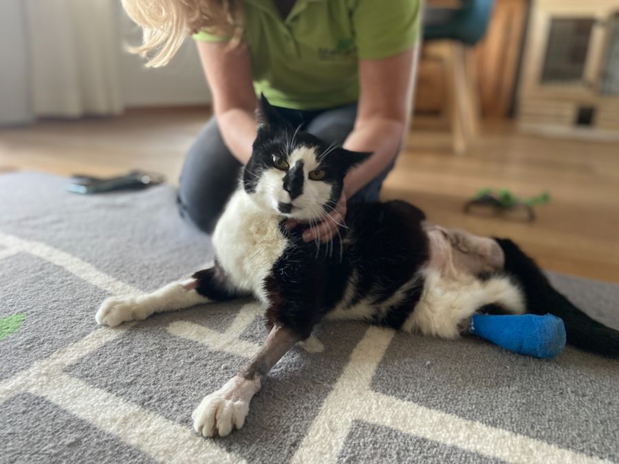Handelt es sich um ein herrenloses Büsi, bringt Netap es sofort in eine Tierklinik.