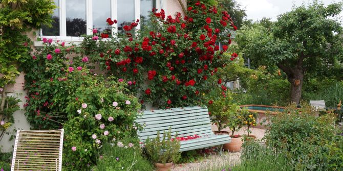 Garten Haus Rosen Pflanzen
