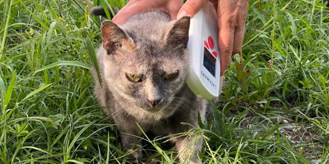 Katzen