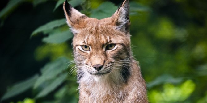 Luchs