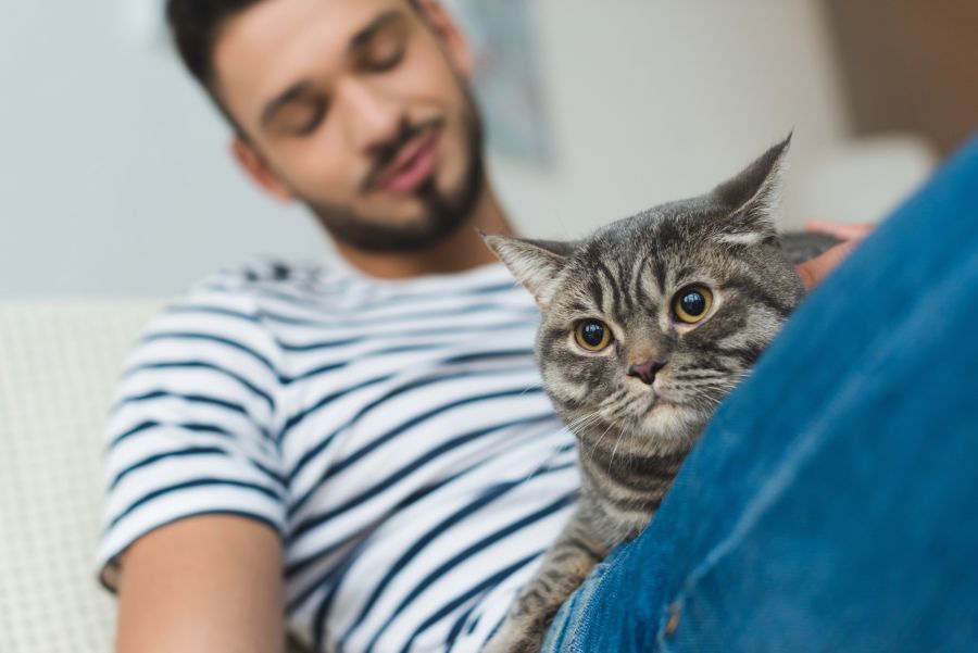 katze pinkeln wohnung