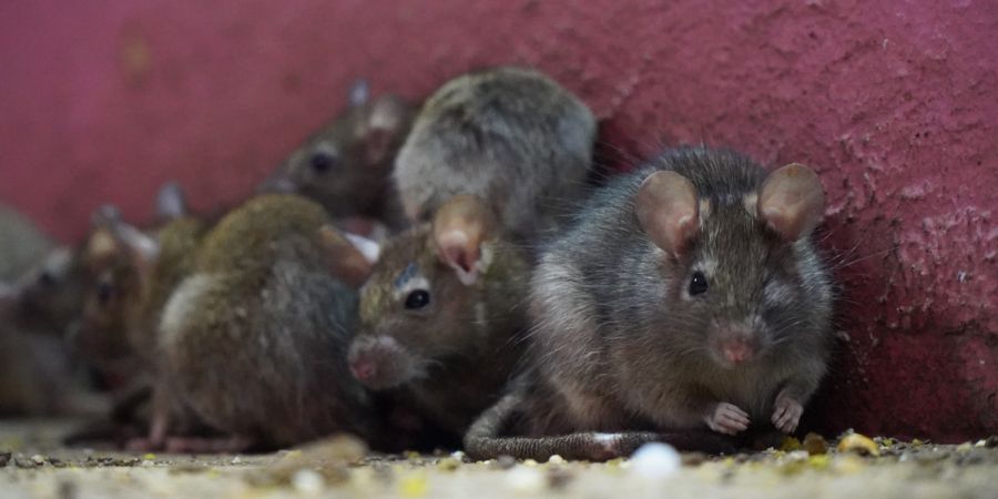 Rattenplage Rothricht Müllsäcke Fäkalien