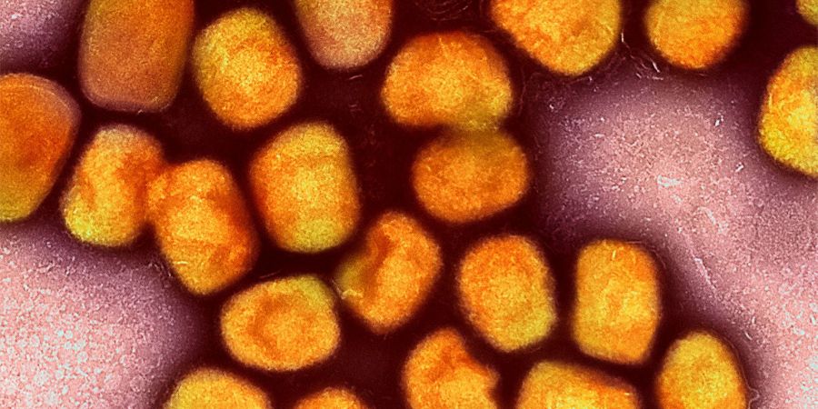 Eine neue Variante des Mpox-Virus könnte gefährlicher sein als bisherige Varianten.