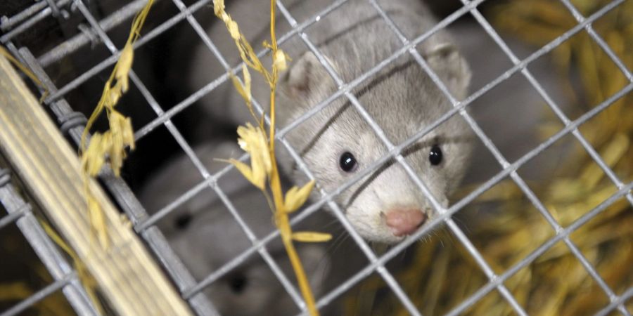 Das Vogelgrippe-Virus übertragt sich auch auf andere Tiere.