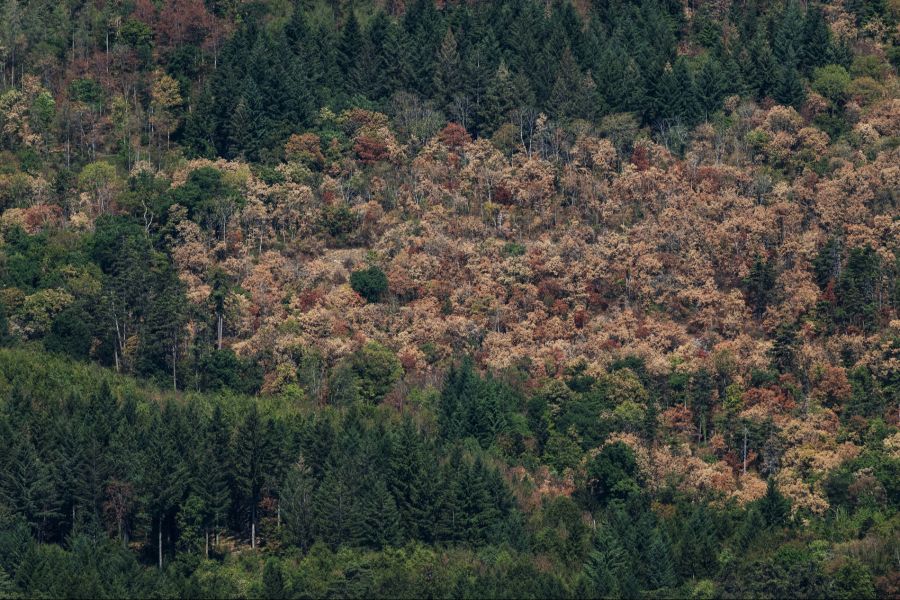 Die Schweizer Wälder leiden unter der Hitze und Dürre.
