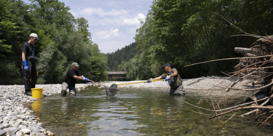 Die anhaltende Hitzewelle macht den Fischen zu schaffen (Im Bild die Emme im Kanton Bern). Im Kanton Zürich wurden in den letzten Wochen vermehrt tote Fische in Bächen gemeldet. (Arch...