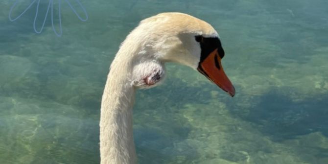 höckerschwan