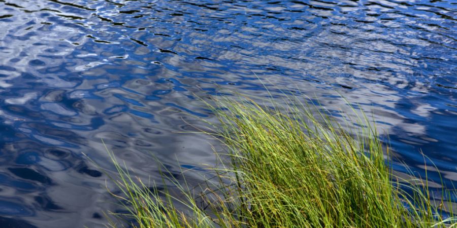 Das neue Schutzgebiet «Aaredelta am Bielersee» verbindet die bisherigen Schutzgebiete Hagneck und Lüscherz. (Symbolbild)