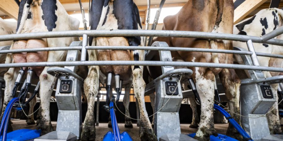 In der Schweiz wird zu viel Milch produziert. (Symbolbild)