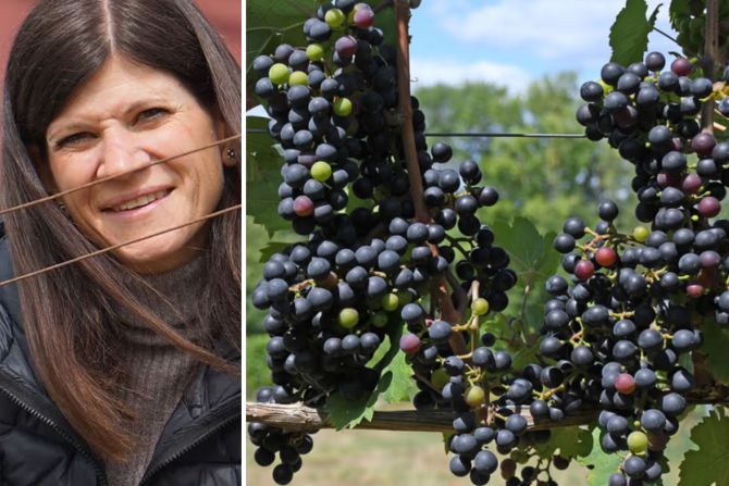 Weinlese in Luzern