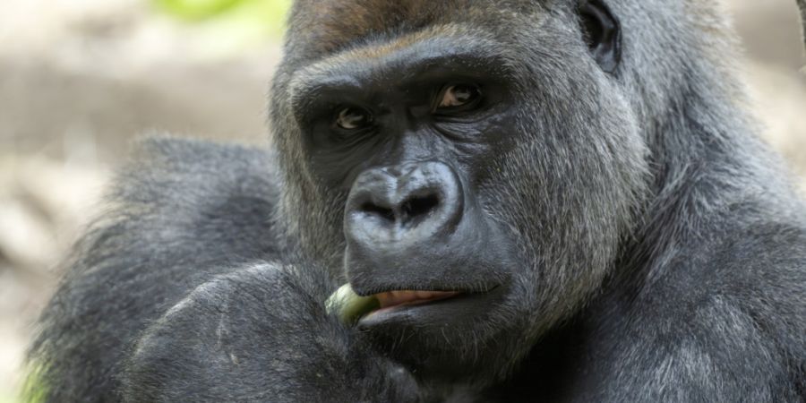 Gorilla-Silberrücken Yeba ist im November 2025 zur Gorilla-Gruppe im Zoo Basel gestossen. Seit Dienstag steht er im Zusammenhang mit zwei Todesfällen in der Gruppe. (Archivbild)