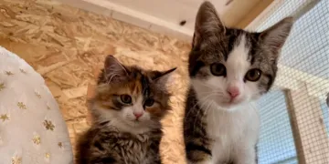 Babykatzen ausgesetzt