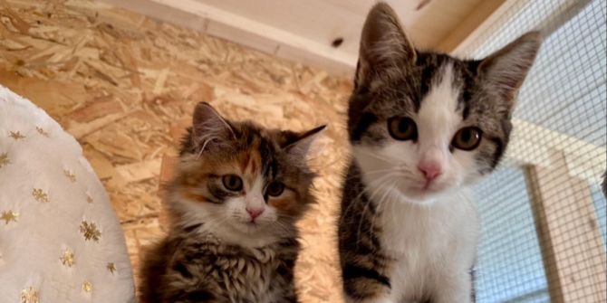 Babykatzen ausgesetzt