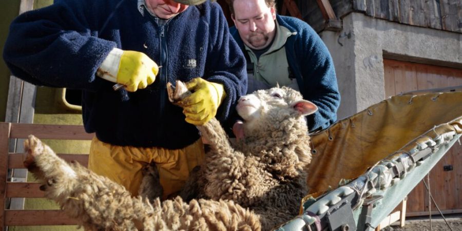 Schafe, die an Moderhinke leiden, sind gut erkennbar. Sie grasen auf den Knien, weil sie Schmerzen in den Klauen haben. Infizierte Tiere brauchen Pediküre und Klauenbäder. (Archivbild)