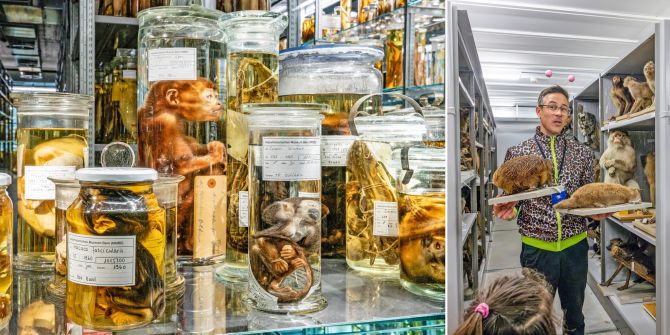 Ein Grossteil der Nasssammlung ist in der Ausstellung «Wunderkammer» zu sehen.