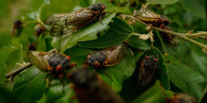 Alle paar Jahre kommt es in den USA zu einem biologischen Schauspiel: Milliarden Zikaden kriechen aus der Erde. Zikaden