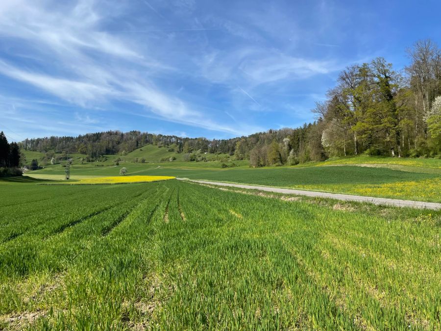 Das Feld ist verpachtet, wird aber nicht an jeder Stelle bewirtschaftet.