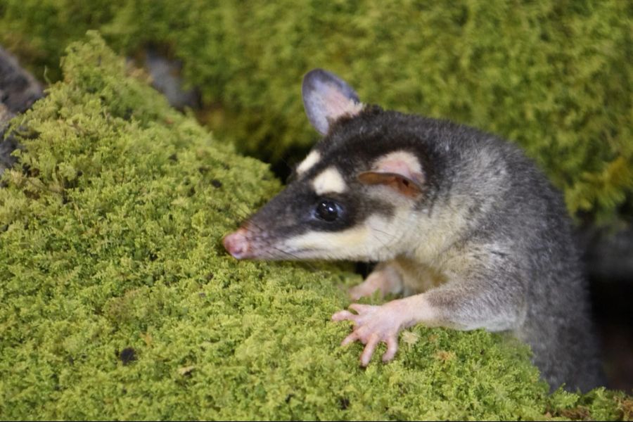 Bei einem Opossum fand das Forschungsteam erste Virusmutationen.