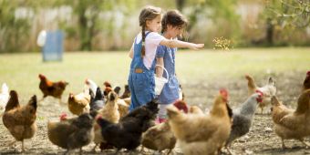 Kinder füttern Hühner
