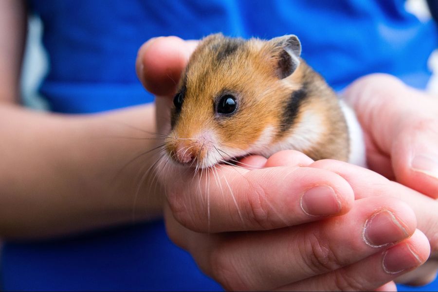 Hamster auf Hand