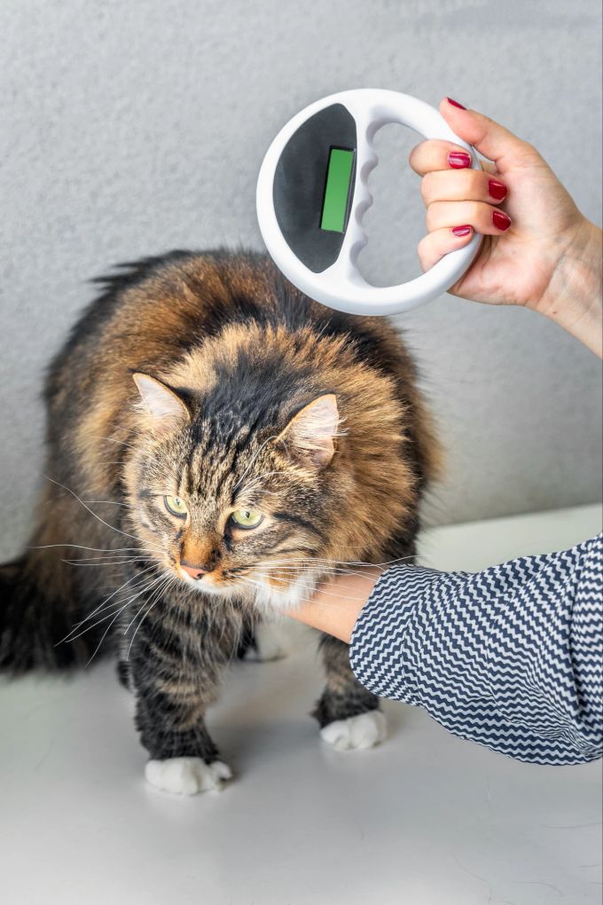 Du solltest die Daten auf dem Chip deines Haustieres immer aktuell halten. Tierarzt checkt Chip bei einer Katze