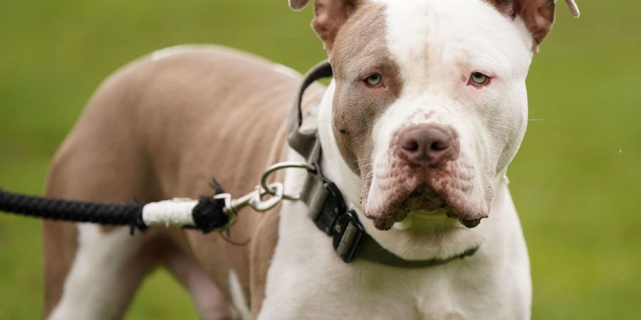 Ein XL-Bully-Hund namens Riz in Birmingham.