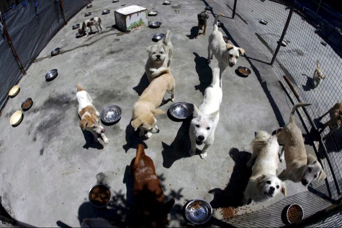 Tierheime sind oftmals überfüllt. (Archivbild) Tierheime Hunde
