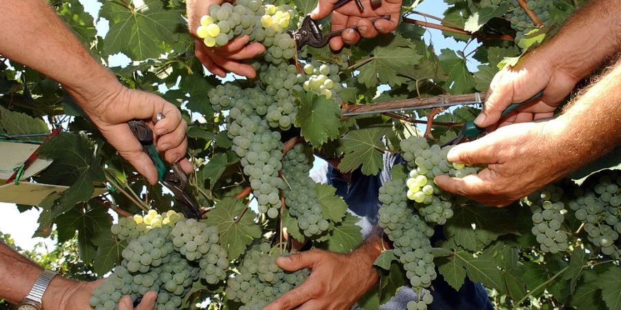 Männerhände Weil Weinlese Weiltrauben