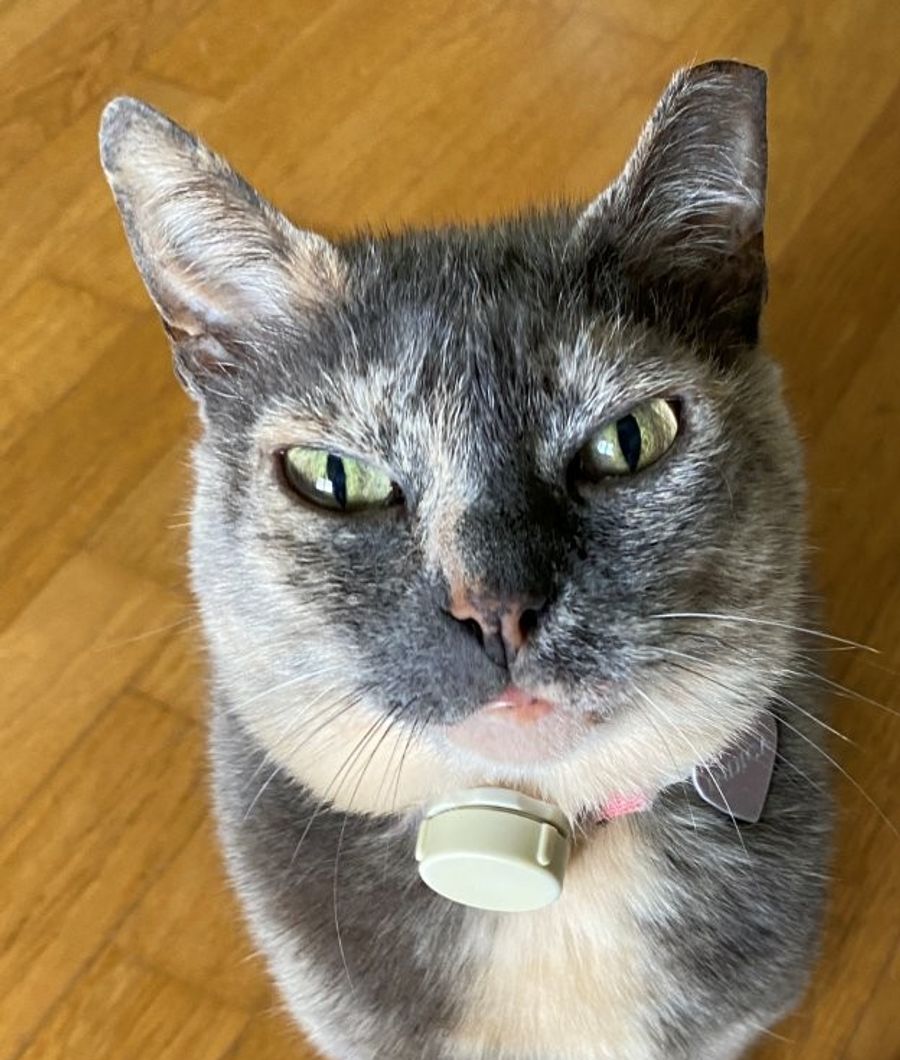 Halter fühlen sich sicherer, wenn sie jederzeit wissen, wo sich ihr Liebling befindet. Tracker sind ein geeignetes Mittel dafür.