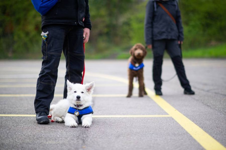 Bereits in den ersten Lebenswochen von Blindenhunden werde die Grundlage für diese Gelassenheit gelegt.