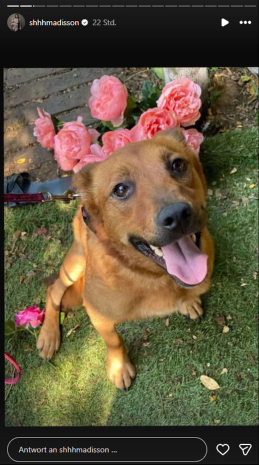 Mia Madisson sucht für ihre Hündin Gloria «schweren Herzens» ein neues Daheim.