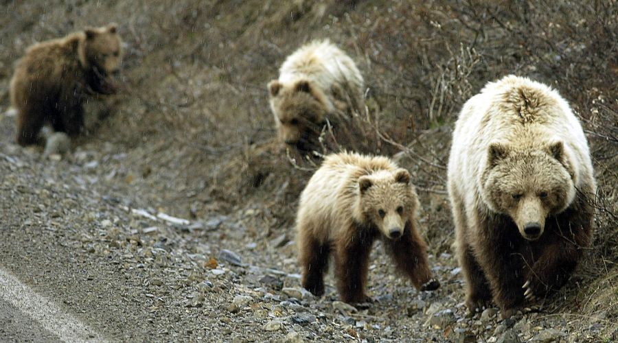 Weibliche Braunbären sind am gefährlichsten, wenn sie mit ihren Jungtieren unterwegs sind.