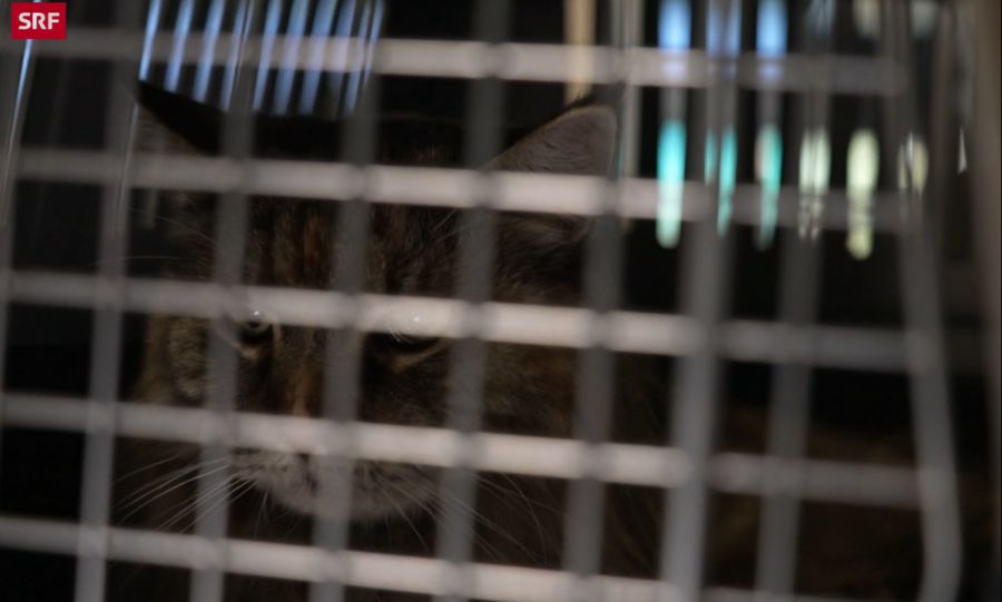 Auch Büsi Nala hat 26 Stunden im Flugi hinter sich.