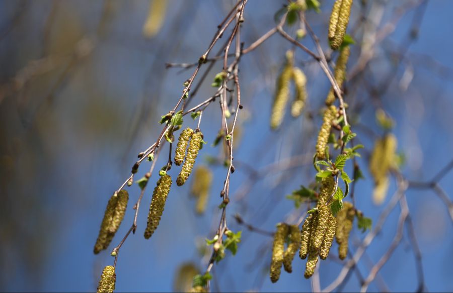 Die Birke gehört zu den Hauptallergieauslösern.