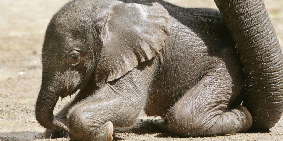 Tika wurde 2007 im Zoo in Wuppertal geboren. Sie kommt mit ihren beiden Mädchen nach Basel. (Archivbild)