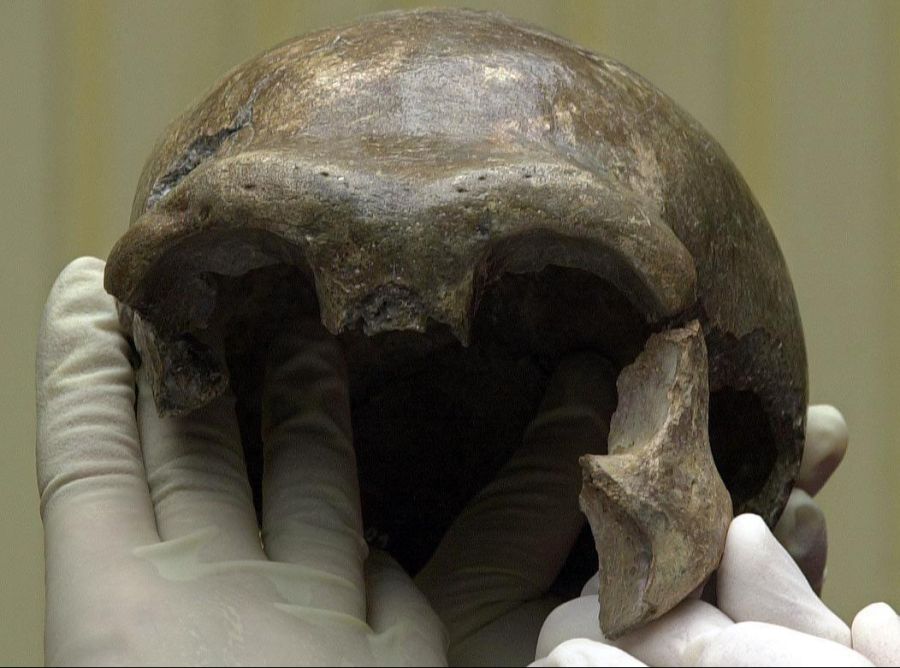 Ein Neandertaler-Schädel, der in Deutschland entdeckt wurde. Anders als der moderne Mensch hatten viele Neandertaler ausgeprägte Augenbrauenwulste.