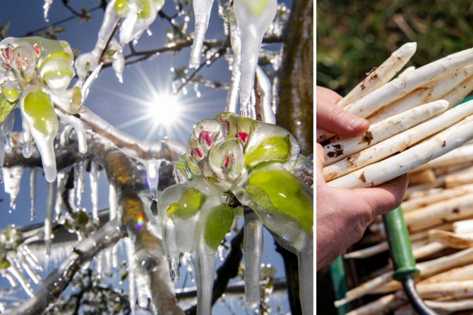 Spargel Frost