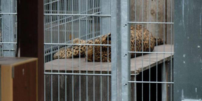 Leopard Privatzoo