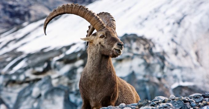 Mit etwas Glück kann man im Gebiet des Eigergletschers sogar Steinböcke sehen. Steinbock