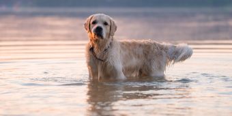 Hund im Wasser