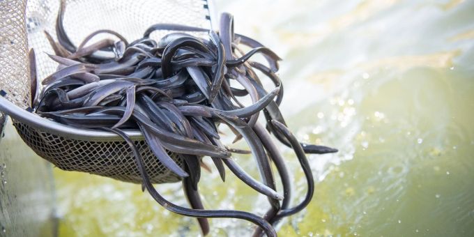 Aussterben bedroht - Europäischer Aal ist «Fisch des Jahres»