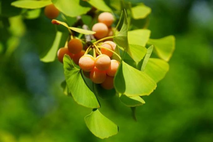 Die Früchte des Ginkgobaums. Ginkgobaum Frucht