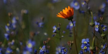 Wildblumen