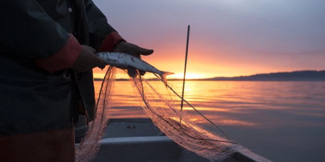 fischerei bodensee sinkende erträge